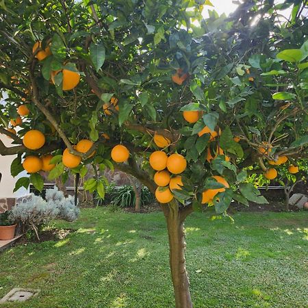 La Limonaia Villa กัสเตลโวลตูร์โน ภายนอก รูปภาพ